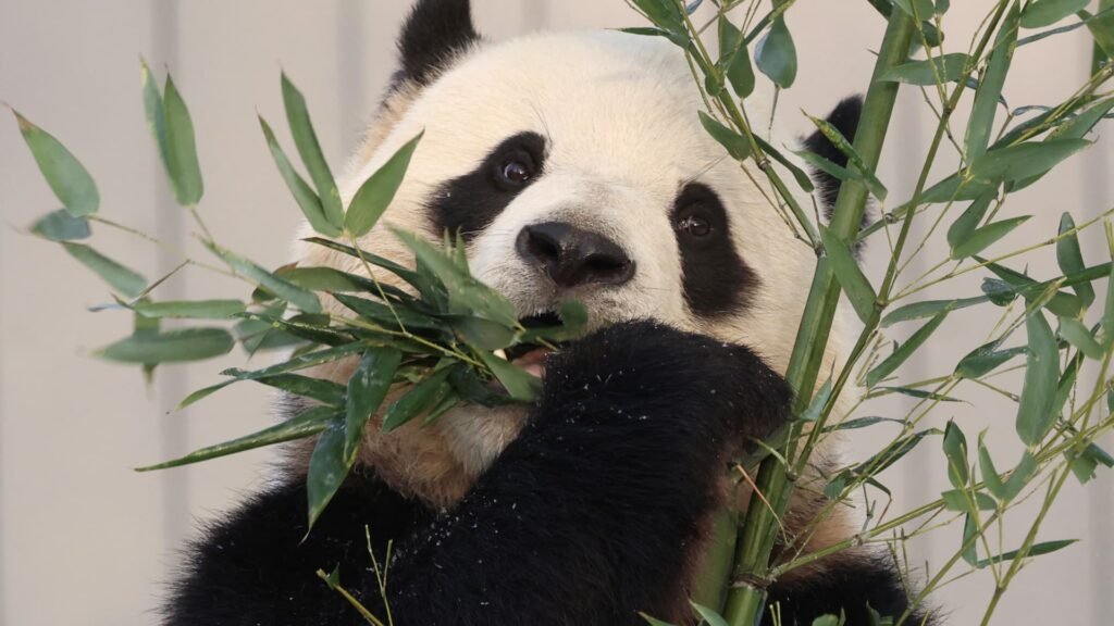 CNBC Daily Open: The return of panda diplomacy
